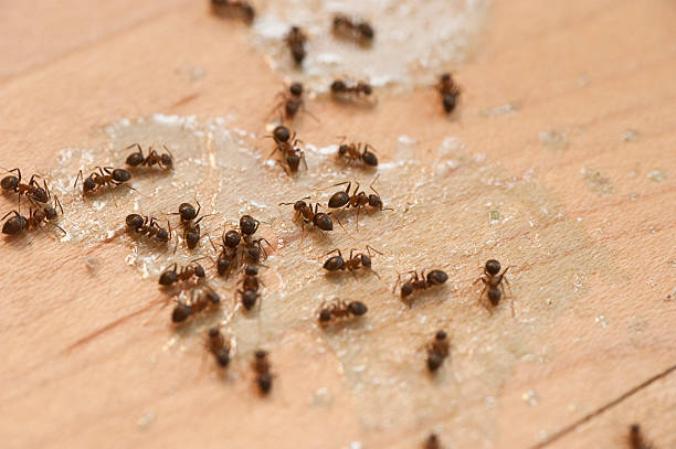 Best Pest Control for Restaurants  in Dunnstown, PA