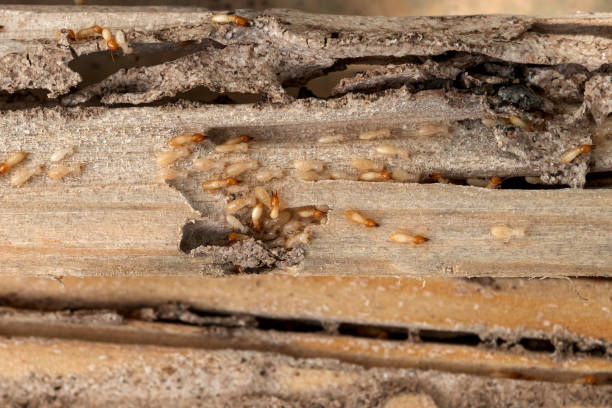 Best Pest Prevention Services  in Dunnstown, PA